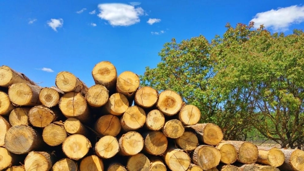 Introduction of fir wood