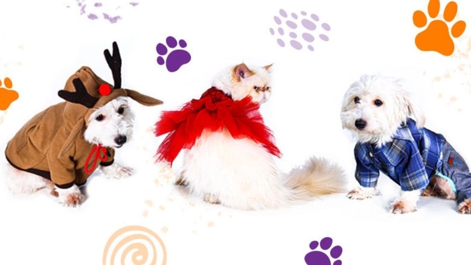 Kia Pets, wholesale production and sale of dog and cat clothes and pet shop supplies in Mashhad