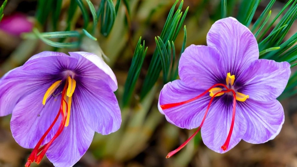 Online Shop Taqavi, sale and export of saffron and barberry in Razavi Khorasan