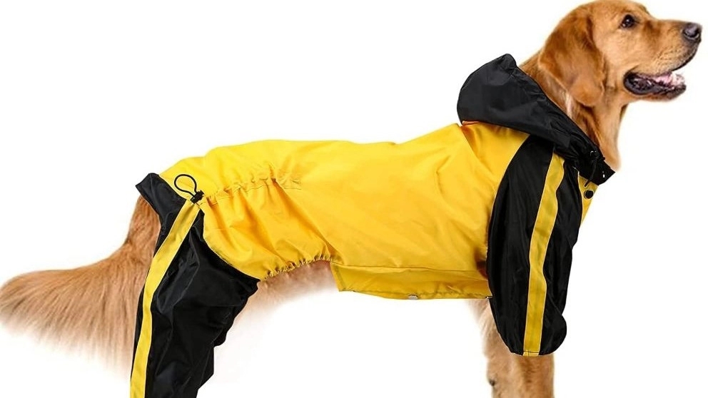 Dog essentials and accessories