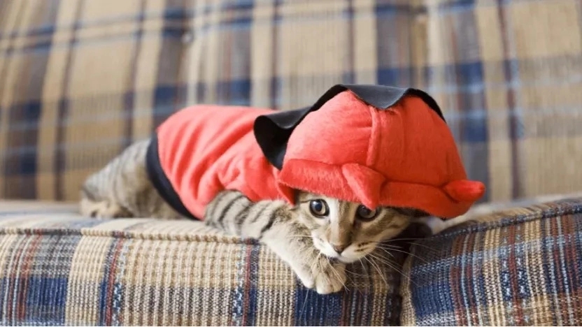Guide to buying cat clothes and towels