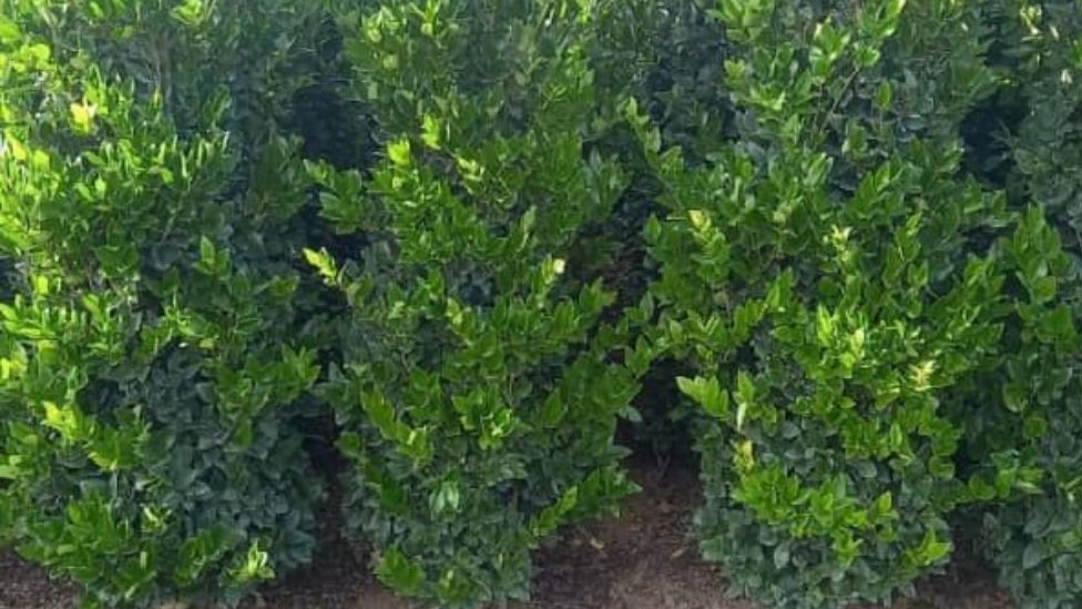 Dutch jasmine