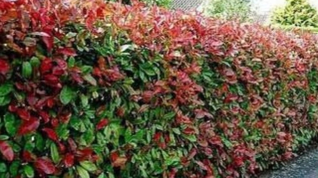 Photonia shrub