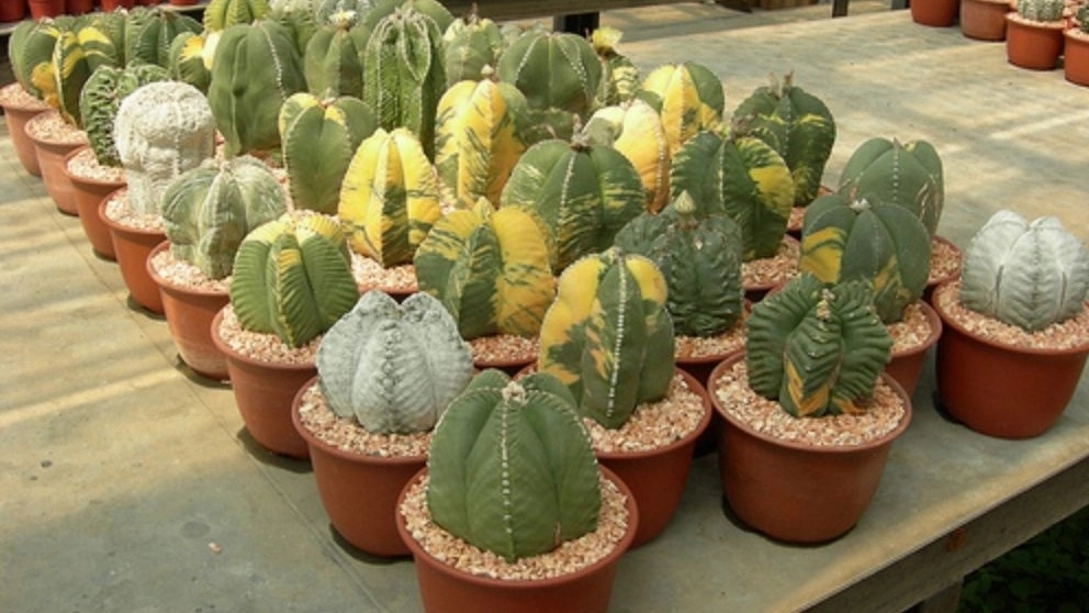 Getting to know the types of cactus and their characteristics