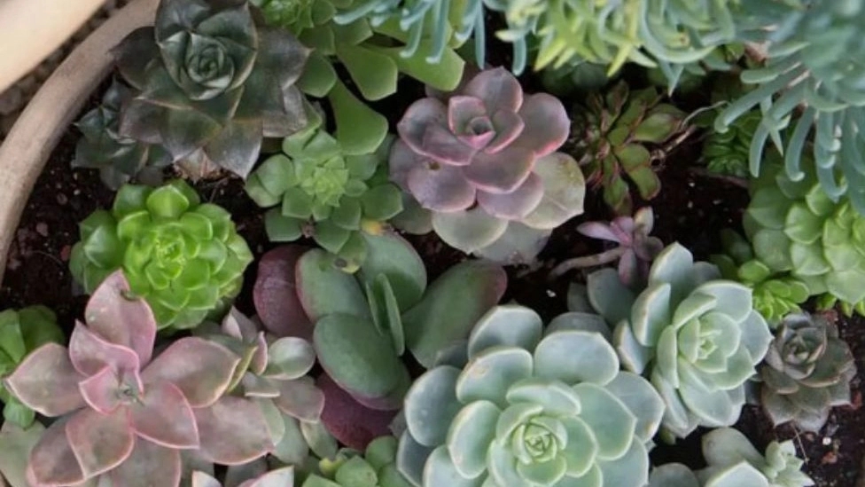 Cactus maintenance methods
