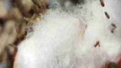 Pesticides that can be used to destroy cotton pests