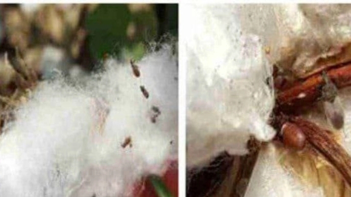 سموم قابل استفاده برای از بین بردن آفات پنبه