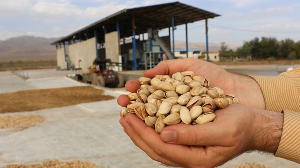 Warrior pistachio processing, sale, consulting design and implementation of terminal line in Rafsanjan