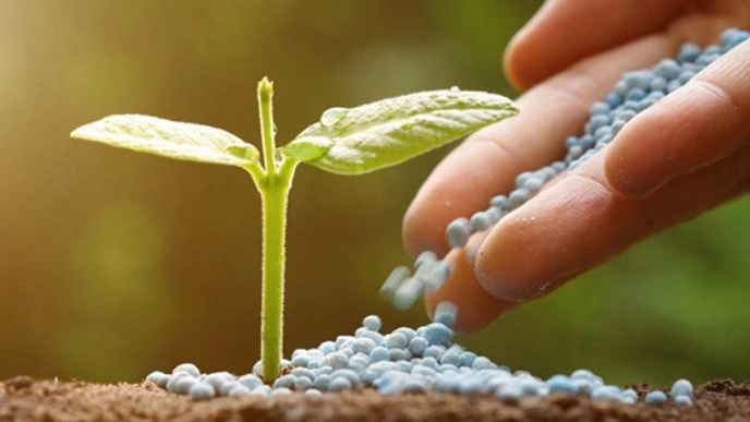The best time to use urea fertilizer