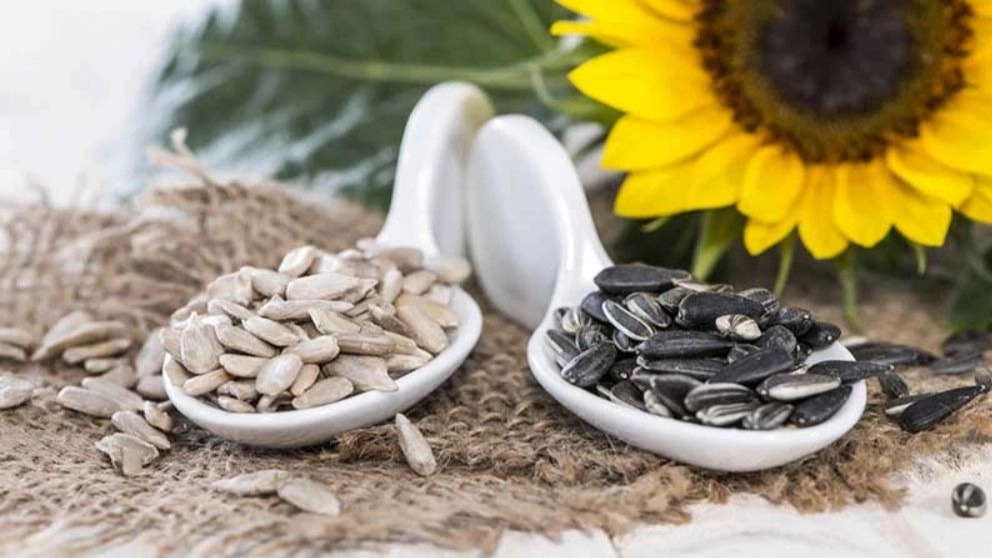 Agricultural products of Abbaspur, sale of hybrid seeds of sunflower seeds and wheat seeds in Khoy