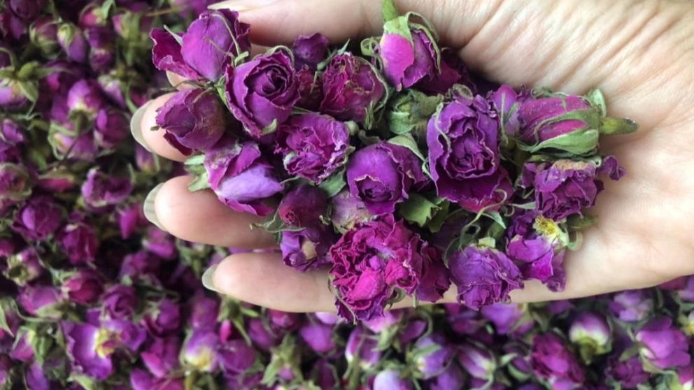 Rasha Rose, Major Sales and Exports of Mohammadi Gul and Medicinal Plants in Kerman