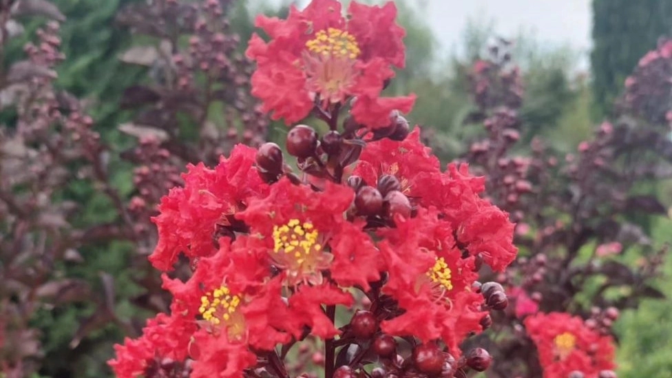 Flower lace