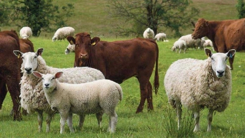 Buying and selling sheep and cattle in Qazvin
