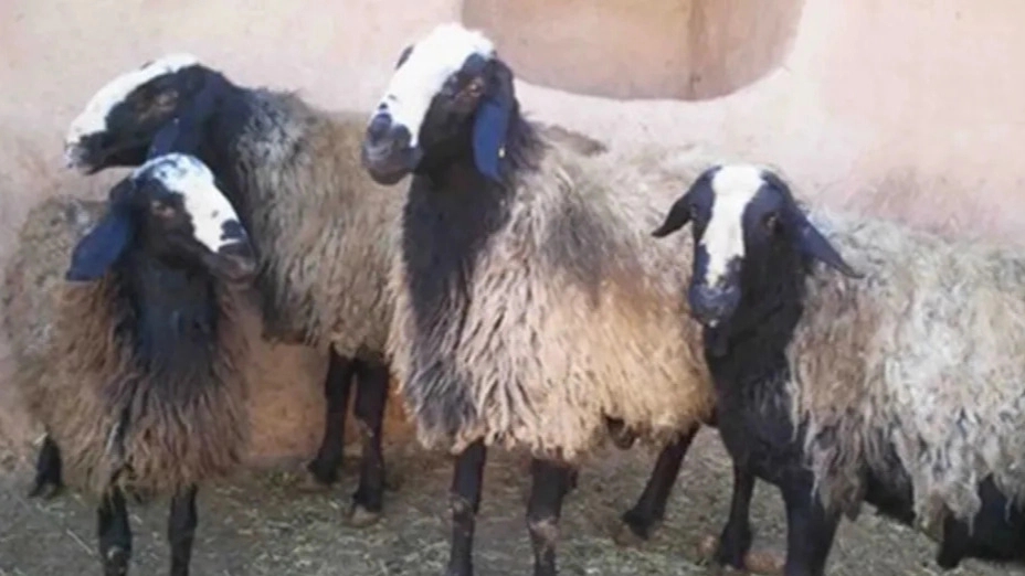 Investigating the characteristics of the Shawl sheep breed