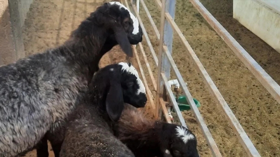 What is the difference between Shawl and Balochi sheep?