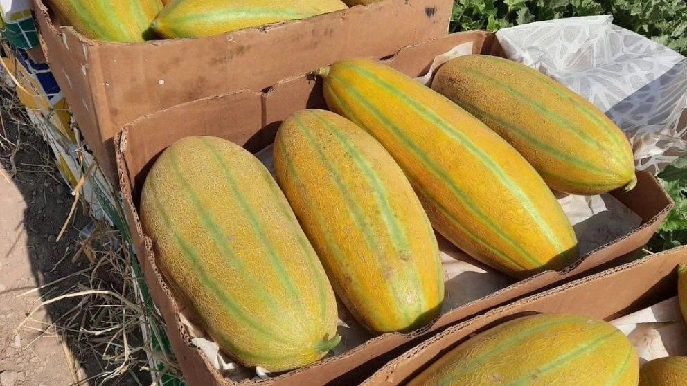 Feriborz fruit and vegetables, sales and packaging of fruits and vegetables in Rodan