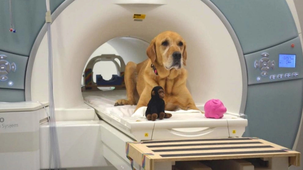 Familiarity with veterinary radiology equipment