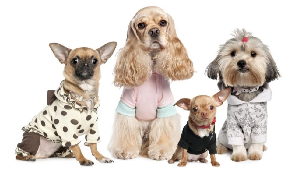 Andalib production, wholesale production and sale of pet clothes in Karaj