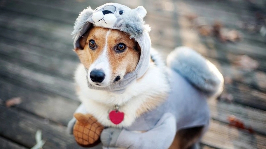 What are the benefits of clothing for dogs?