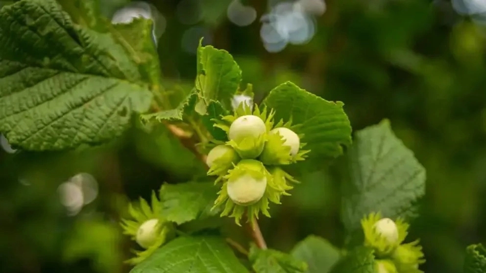 Hazelnut processing factory