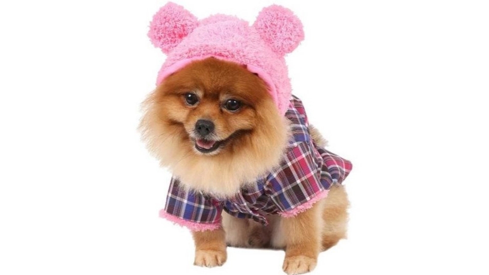 Guide to buying dog clothes