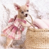 Misha Pet, production of clothes and accessories for pets in Rasht