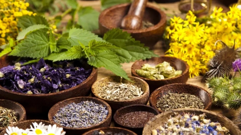 Getting to know the best medicinal plants