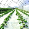 Tamasha Plast, production of greenhouse and bubble agricultural nylon in Isfahan