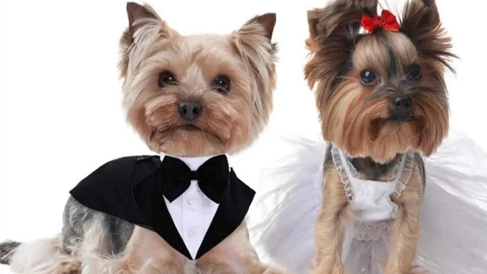 Nemo Pet, wholesale and retail sale of pet clothing in Golestan