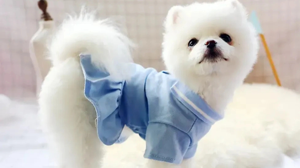 The importance of proper clothing for pets