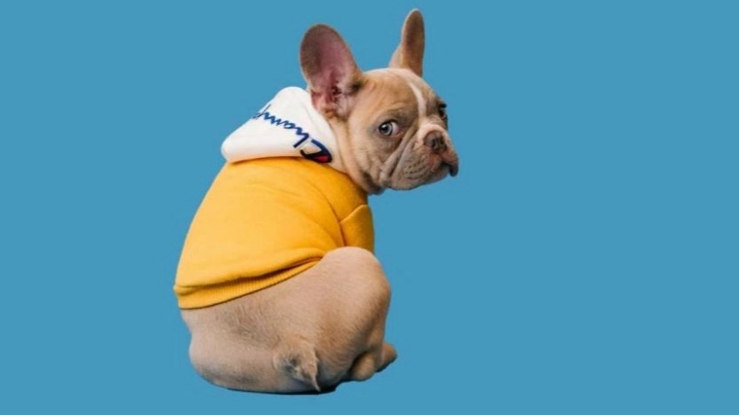 Buy dog ​​and cat clothes