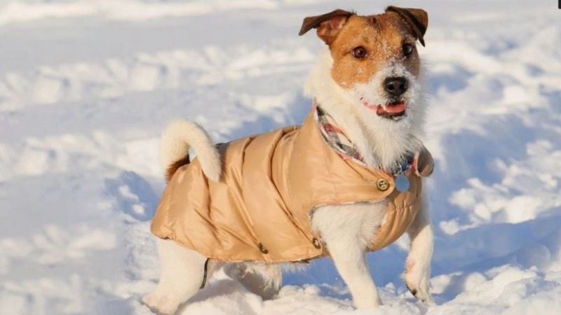Why do dogs need clothes?