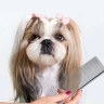 Hapuma Grooming, hair trimming and nail washing for pets in Tehran