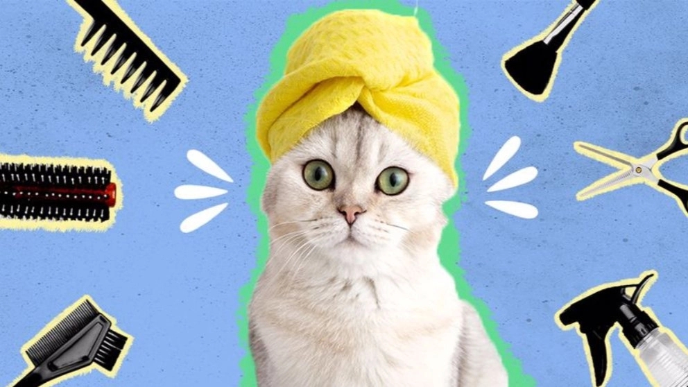 Hapuma Grooming, hair trimming and nail washing for pets in Tehran