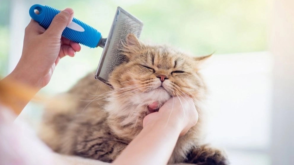 Everything about cat grooming