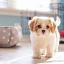 Dr. Mirzaei, pet dog trainer and behaviorist in Tehran