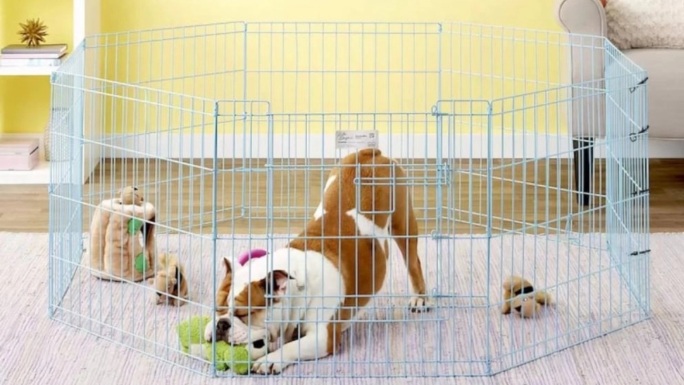 پارک بازی سگ چیست و چه تاثیری در تربیت سگ ها داره؟