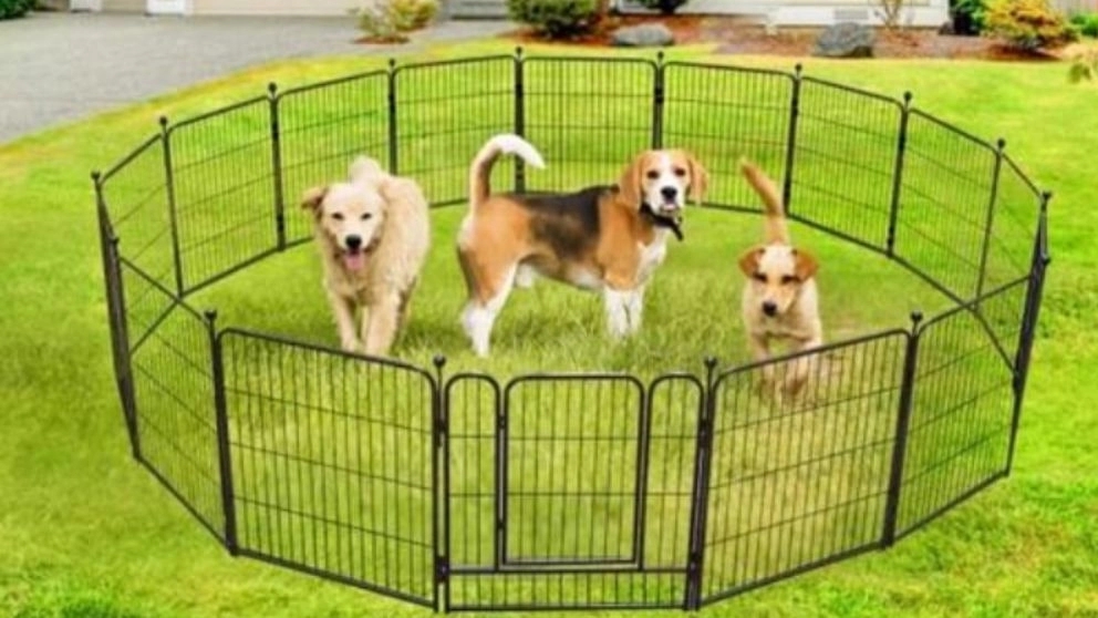 What is a dog park and how does it affect the training of dogs?