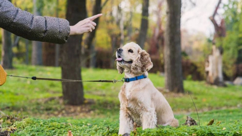 How should you treat a new dog?
