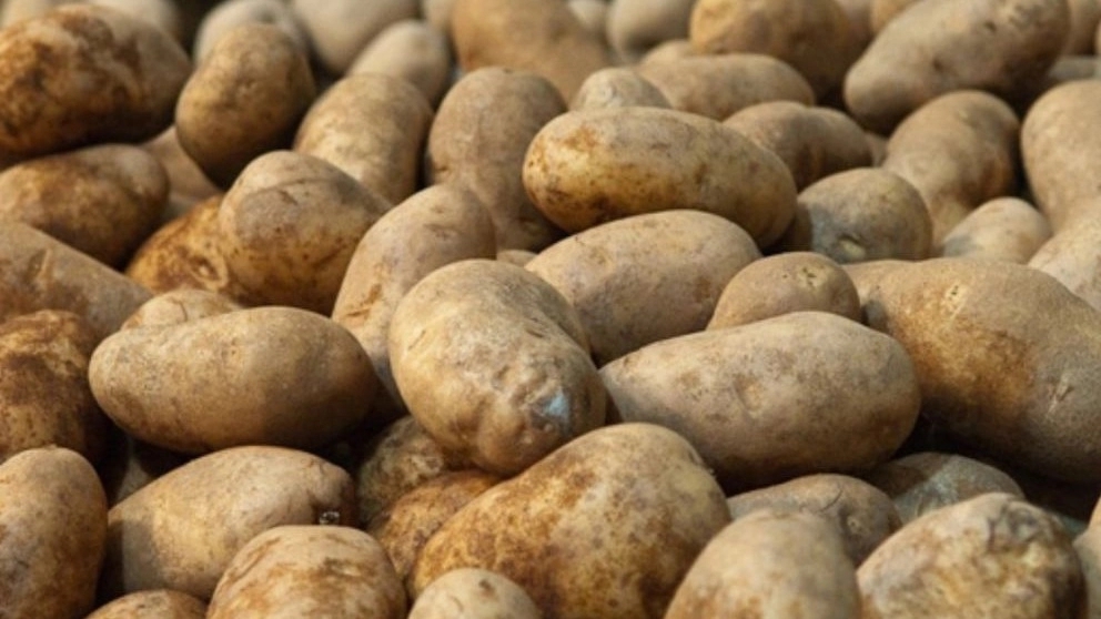 Isfahan mass cultivation company, production and sale of potatoes and potato seeds in Isfahan