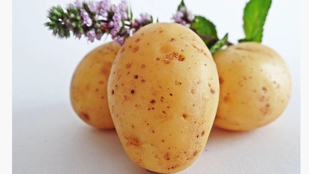 Characteristics of healthy potatoes