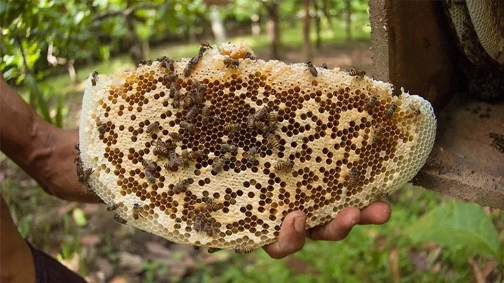 Guide to buying organic honey