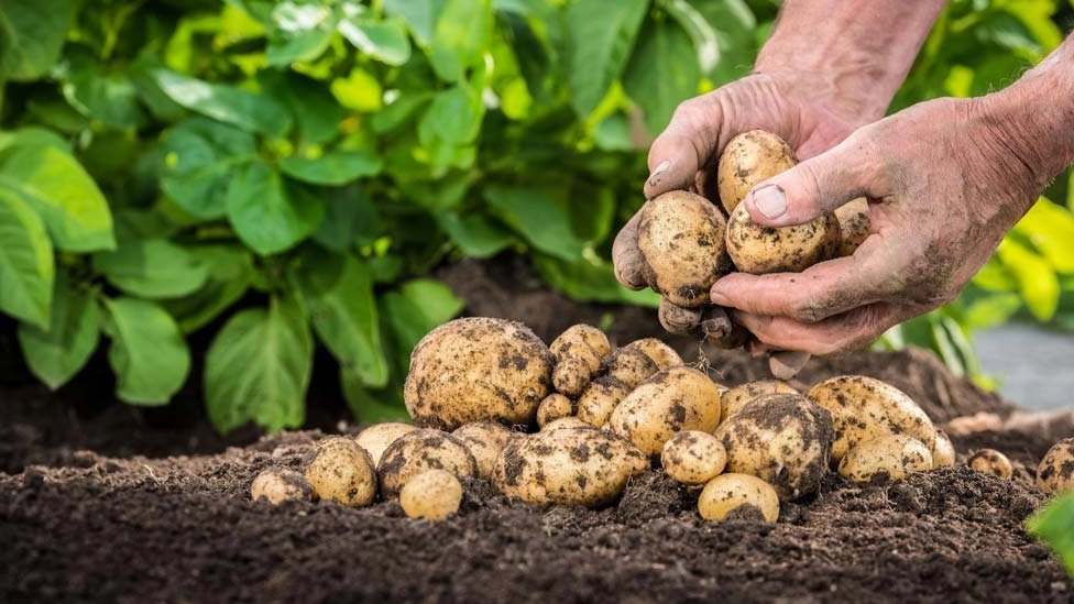 Jan Mohammadlou agricultural complex, production and propagation of potato seeds in Hamadan Darghazin