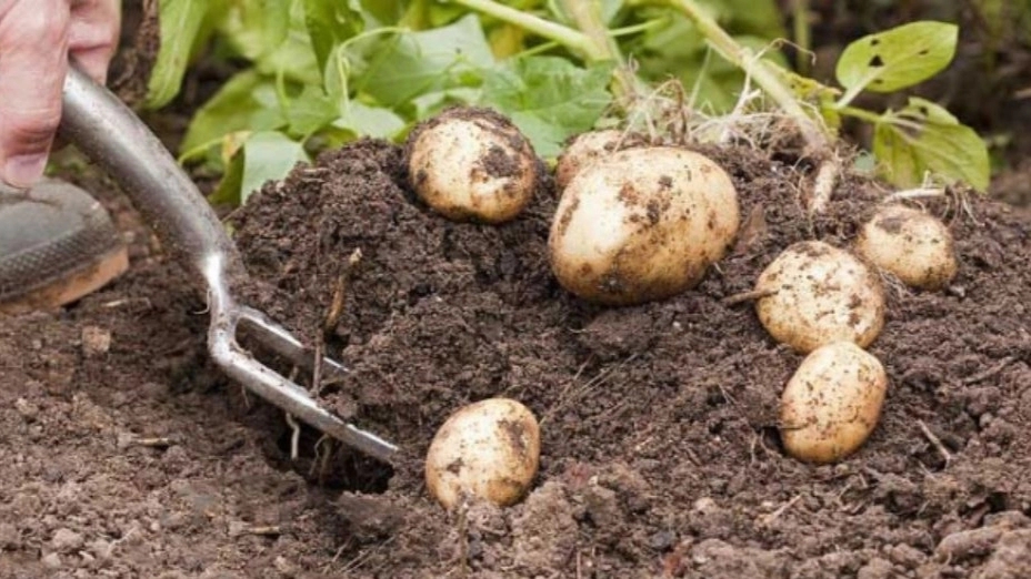 Important points when planting potatoes