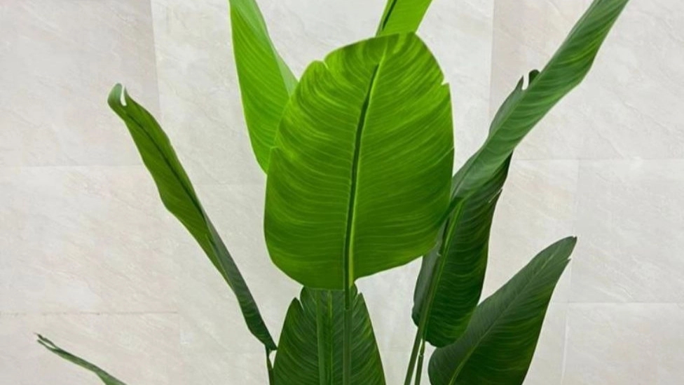 Fars Gol Sharaft, wholesale and retail distribution of artificial flowers and grass in Shiraz