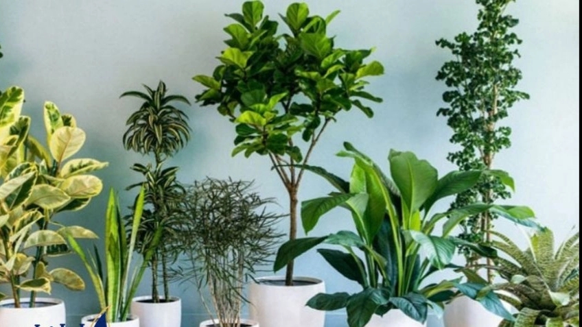 Sally Rose greenhouse, direct supply of ornamental flowers in bulk and individually in Tehran