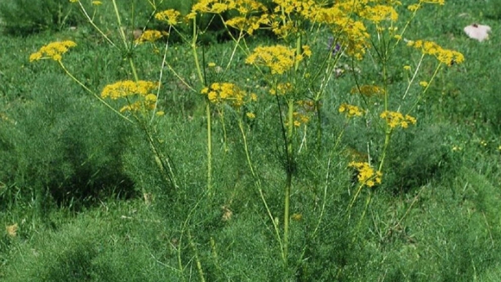 گیاهان دارویی چهارمحال و بختیاری