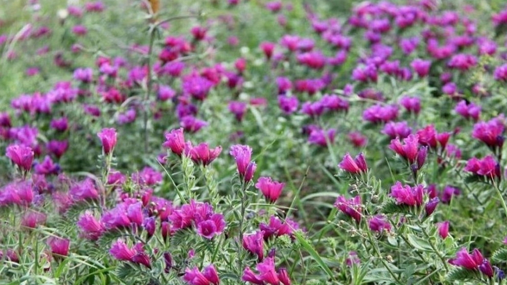 Chaharmahal and Bakhtiari medicinal plants