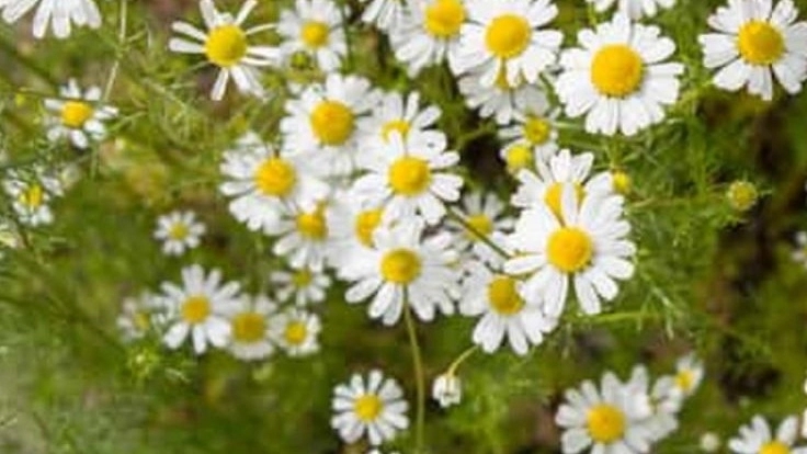 What is a medicinal plant?