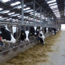 Afarinesh Barash Radman Co., manufactures animal husbandry equipment in Isfahan